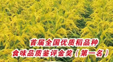 通化市农科院水稻品种-通系933