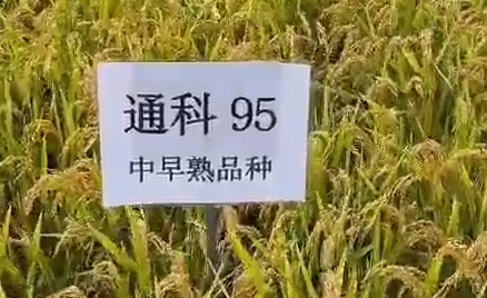 水稻新品种展示