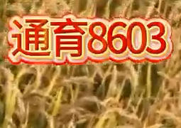 通育8603-小粒香